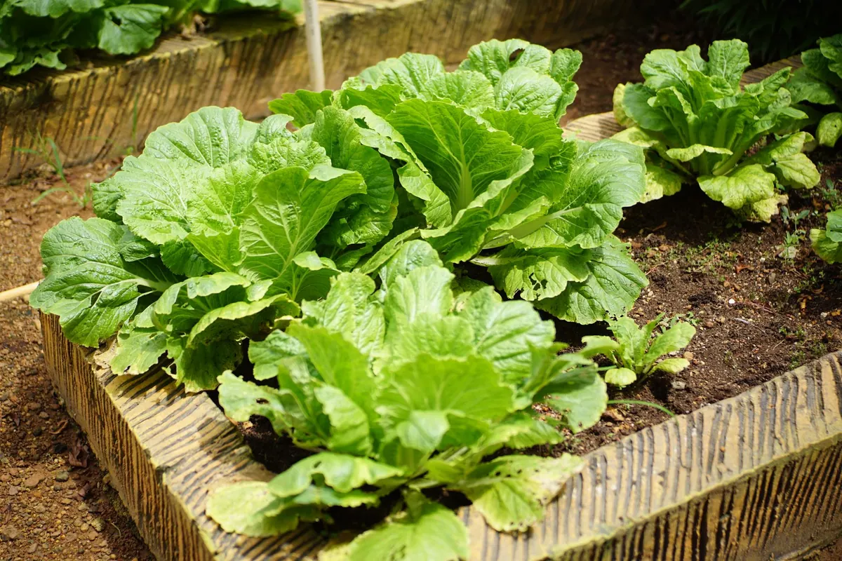 Beginner's Guide to Starting a Vegetable Patch: First-Year Crops and Layout