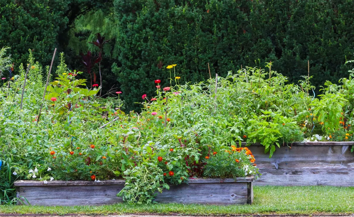 How to Build a Raised Bed for Vegetables: Step-by-Step with Cost Guide