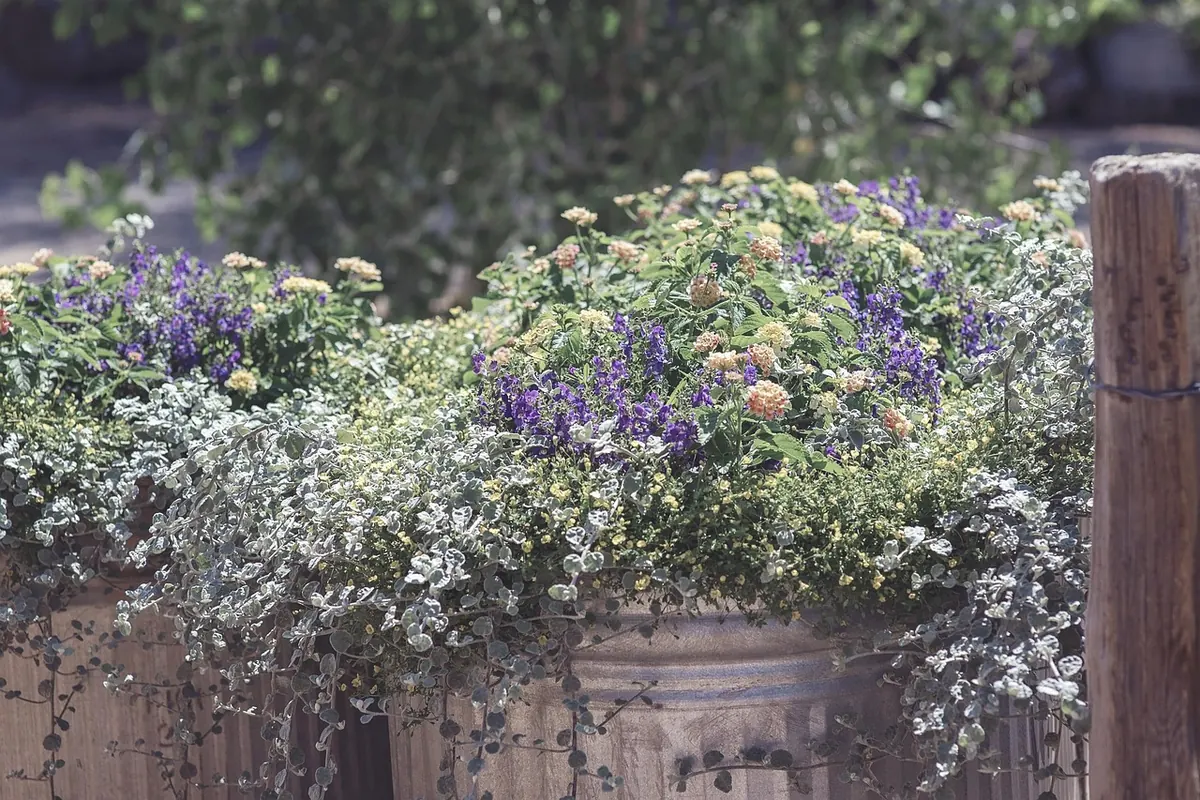 Spring Container Flowers for Small UK Gardens: 10 Easy Annuals