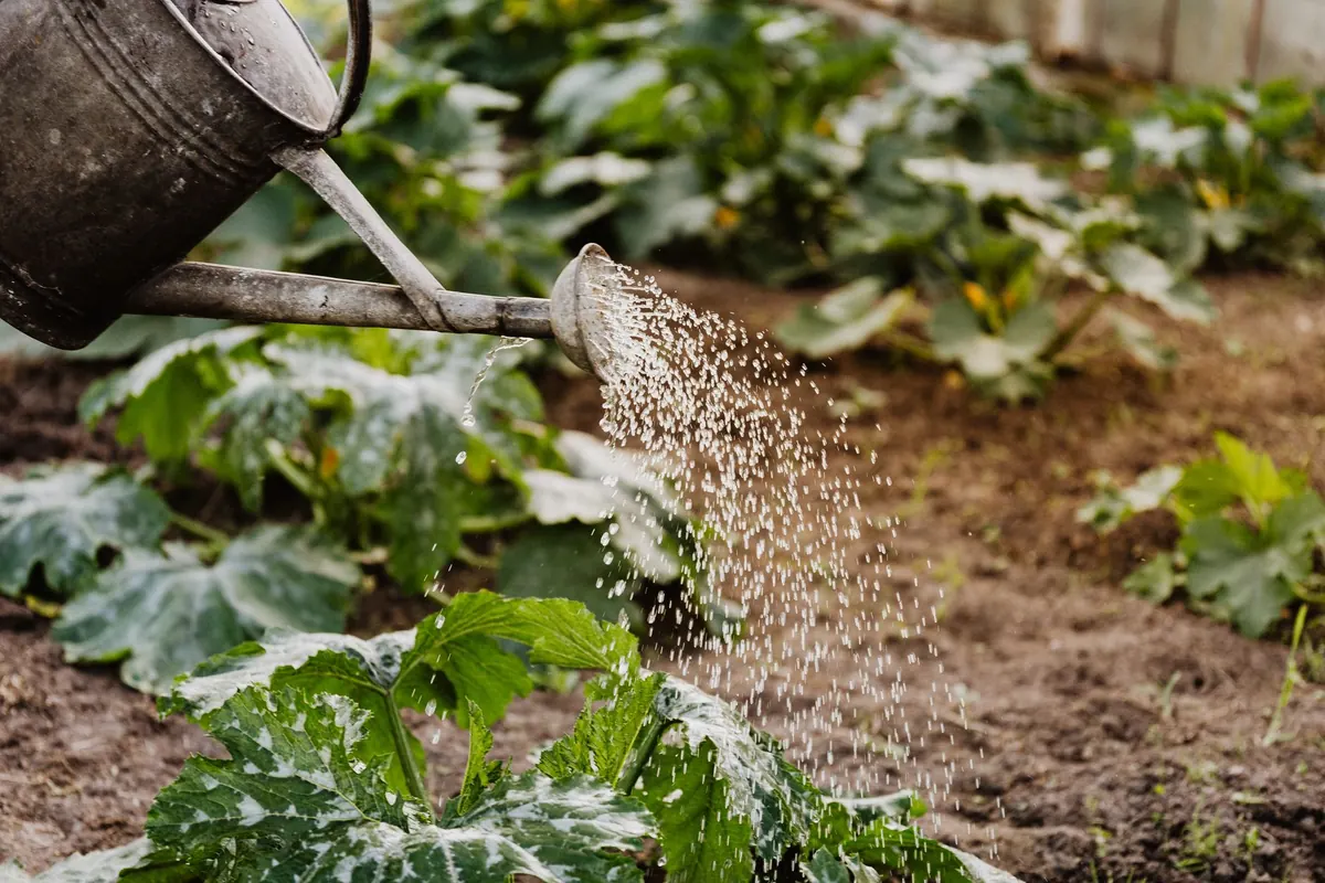 Watering Vegetables in Dry Spells: How Much and How Often